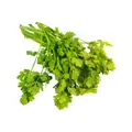 Coriander Bunch (Dhaniya Patta)